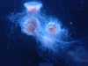 IMG-20250705-WA0004