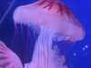 IMG-20250705-WA0041