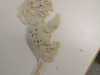 IMG-20240109-WA0011