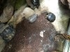 UNADJUSTEDNONRAW_thumb_b2a